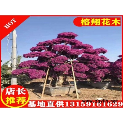造型三角梅3-5米4000起