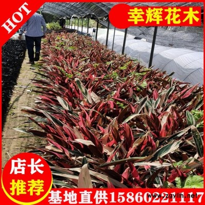 幸辉园艺基地供应商批发零售七彩竹芋价格低