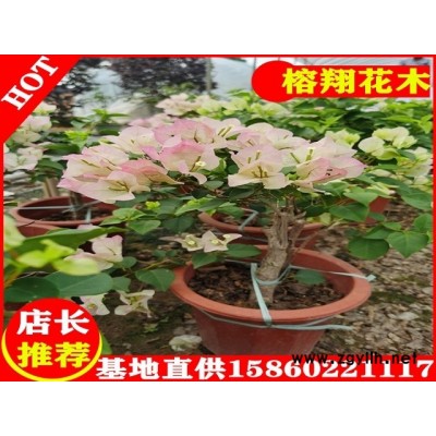 三角梅盆苗15元起