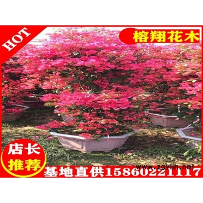 三角梅盆苗自然型230起