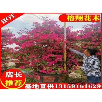 三角梅3米1200起