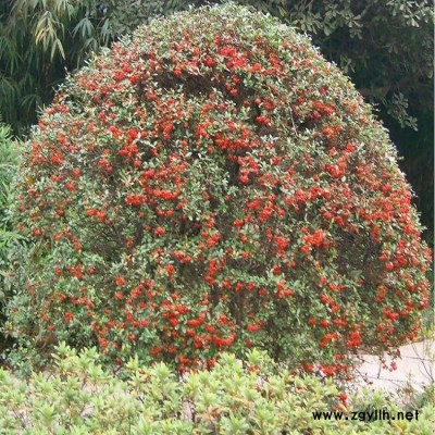 基地直销优质 火棘球 火棘毛球 小叶女贞球