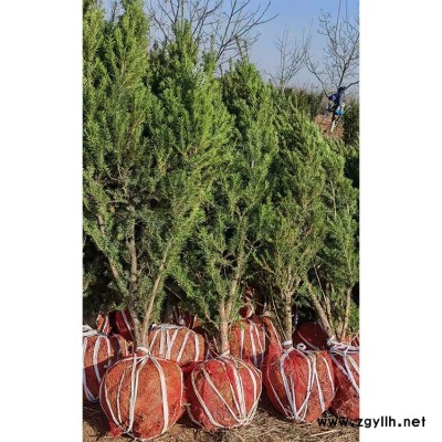 红豆杉苗 营养杯发货 基地价格