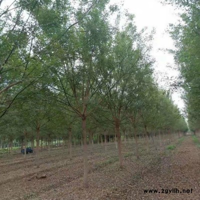 国槐小苗 国槐小苗价格 成品国槐苗 绿化国槐