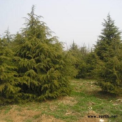 园林绿化雪松苗供应雪松批发 量大直销