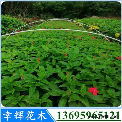 大花芦莉大量供应成活率高的大花芦莉质优价廉