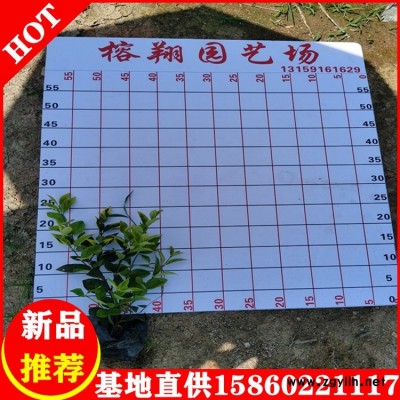 金森女贞小苗批发绿化工程园林苗木批发易种植成活率高