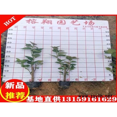 三角梅袋苗0.95元