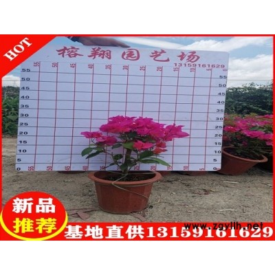 三角梅盆苗6-8块