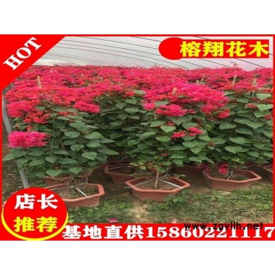三角梅盆苗30元
