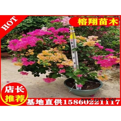 三角梅自然型100起