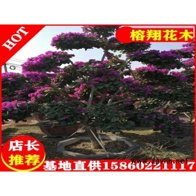 造型紫色三角梅盆苗400起