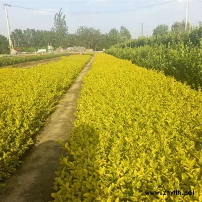 批发金叶女贞小树 供应金叶女贞 易成活金叶女贞球