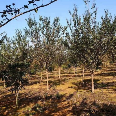 自产自销红叶紫薇 薄利多销 苗木资源雄厚 存活率高