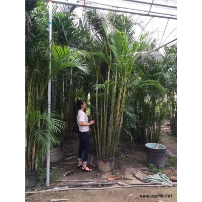 长期批发供应风景树散尾葵大量供应散尾葵批发物美价廉