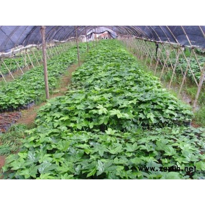 福建南平种植基地八角金盘场地多种规格出售