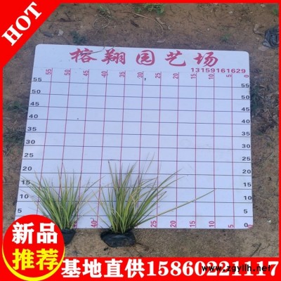 金叶石菖蒲基地批发水生植物观赏草品种规格齐全