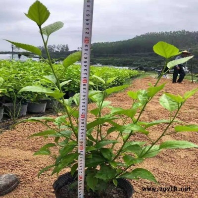 福建基地供应重瓣扶桑自家农场现货批发价格实惠