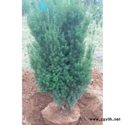 红豆杉批发价格 红豆杉种植基地 红豆杉杯苗现货