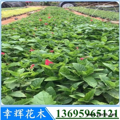 漳州大花芦莉火热销售中规格全价格低