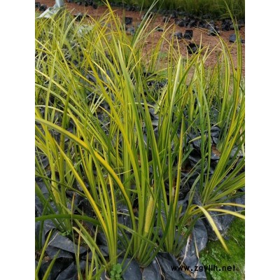 8月份金叶石菖蒲好种植价格低