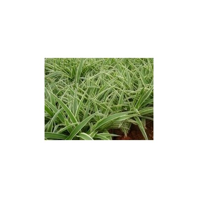 邯郸市银边沿阶草规格全价格低基地优质供应