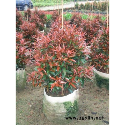 红车造型红车园林绿植大量批发