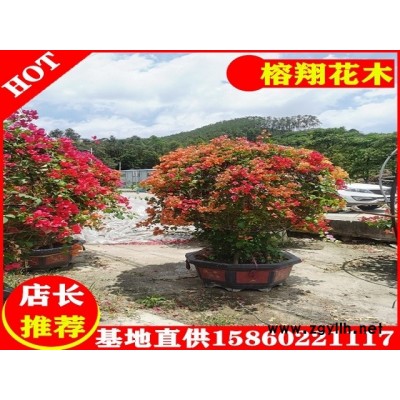 三角梅球形盆苗800起