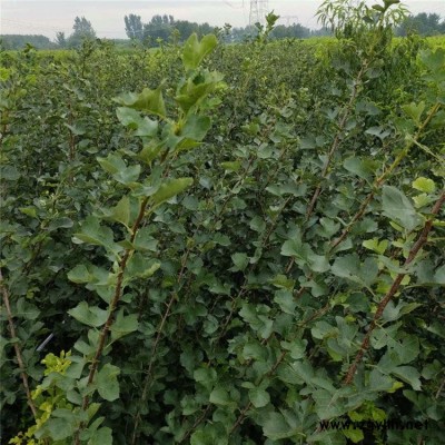 1公分山楂苗 山楂树 园林绿化