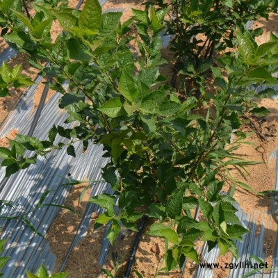 园艺北美冬青 北美冬青苗圃出售 规格多样园林绿化苗热销