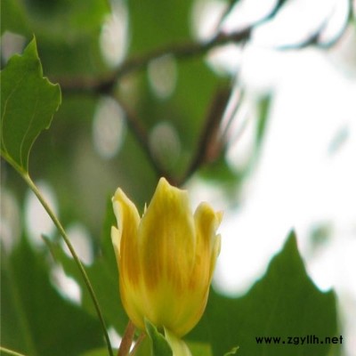 供应北美鹅掌楸 北美鹅掌楸价格 北美鹅掌楸小苗 北美马褂木