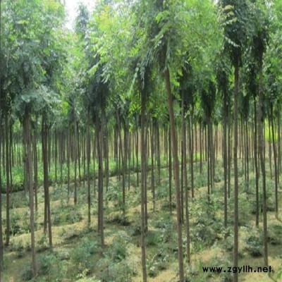 北栾 北栾苗子 北栾价格