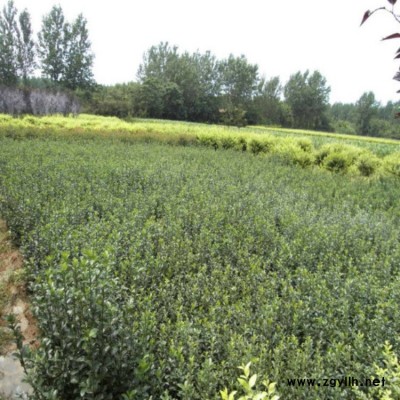 大叶黄杨苗 大叶黄杨苗价格 大叶黄杨 大叶黄杨小苗 大叶黄杨苗批发