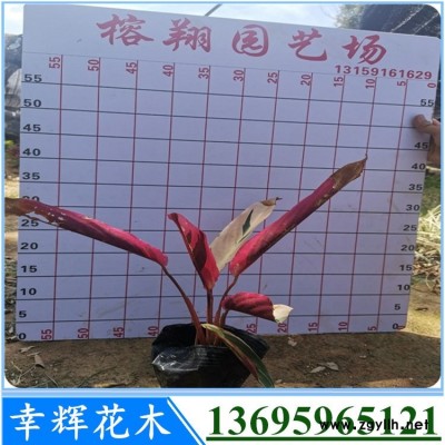 七彩竹芋福建漳州基地七彩竹芋销量高价格优异品种好