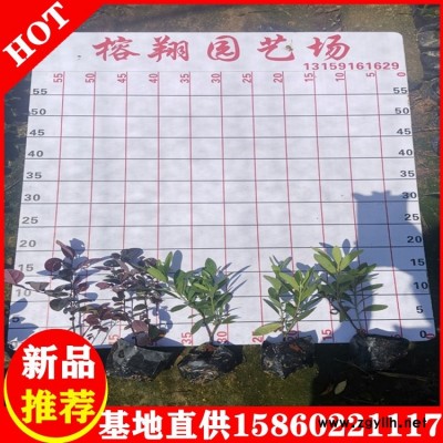 杜鹃袋苗漳州批发水生植物观赏品种规格