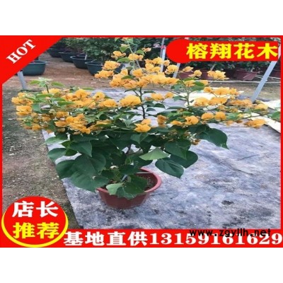 三角梅盆苗10元起