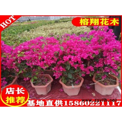 三角梅盆苗17元