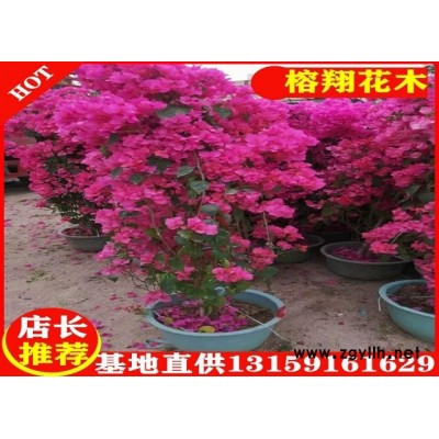 三角梅1.8米160起