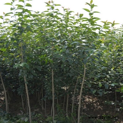 大叶女贞 大叶女贞小苗 大叶女贞价格