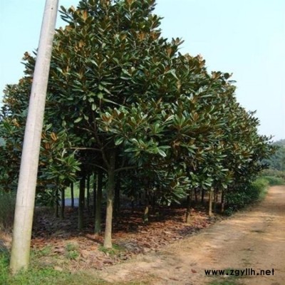 广玉兰 广玉兰价格 广玉兰苗木 广玉兰树苗