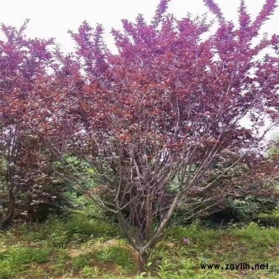 小乔木 树形优美 红叶李树 东北耐寒绿化苗木