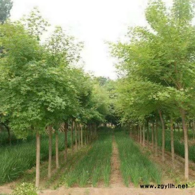 五角枫 五角枫小苗 五角枫价格 绿化用苗五角枫