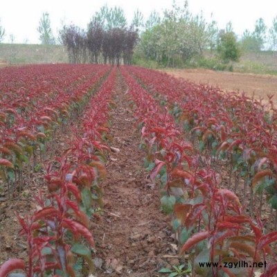 常年供应北美海棠 垂丝北美海棠规格 苗园林绿化北美海棠苗木