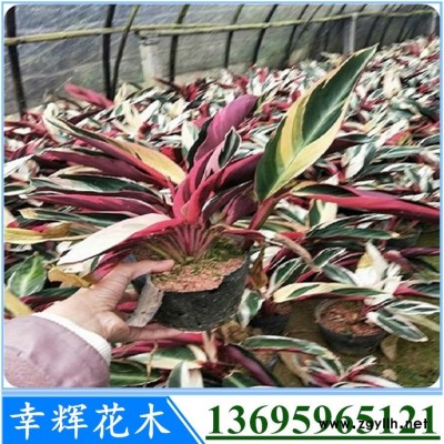 漳州市七彩竹芋规格全七彩竹芋批发价低