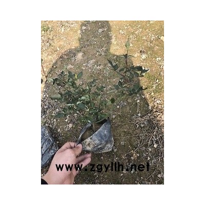 盆栽地栽绿化工程小苗丰花月季批发价供应
