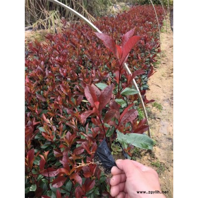 规格50的红叶石楠大概多少钱
