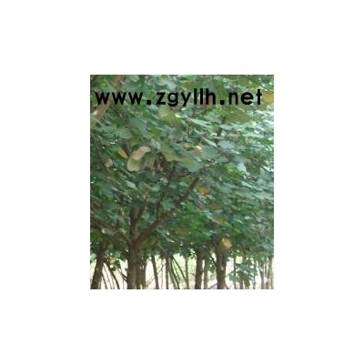 南充市园林场常年种植出售黄瑾现挖现卖