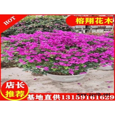 1米毛球三角梅65起