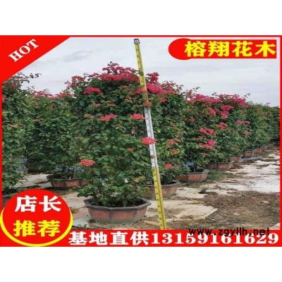 三角梅2.5米350起