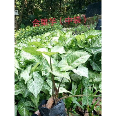 辽宁合果芋基地直供合果芋价格合果芋特点